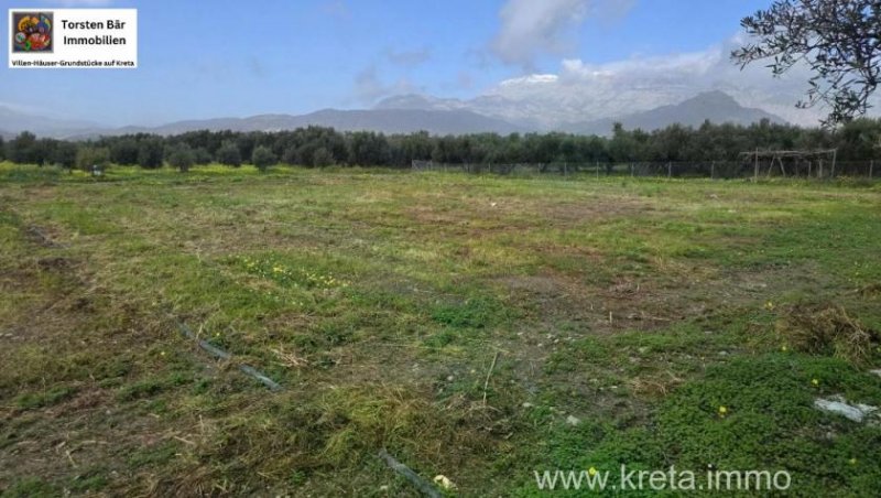 Tympaki Olivenhain 5.500 m² in Tympaki, Kreta zu verkaufen Grundstück kaufen